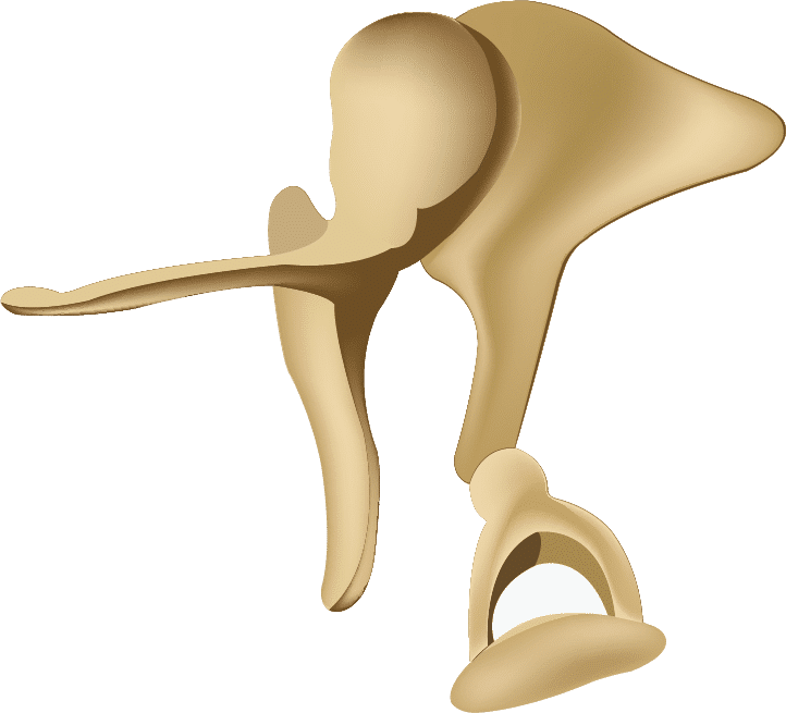 Temporal Bone Anatomy and Function | The House Institute